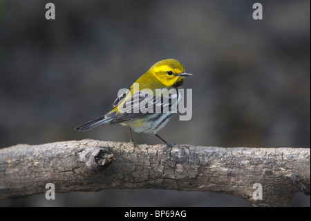 Erwachsene männliche Black-throated grünen Warbler Zucht Gefieder thront auf einem Ast Stockfoto