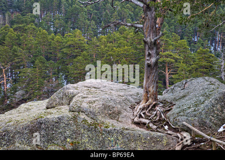 Toter Baum. Laguna Negra. Picos de Urbion. Provinz Soria. Castilla y Leon. Spanien. Stockfoto