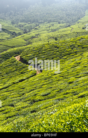 Tee-Plantagen. Munnar, Kerala, Indien Stockfoto