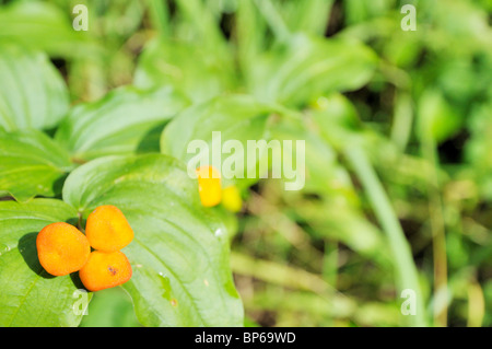 Pilz entlang des Weges grau-Eule, Prince Albert National Park. Stockfoto