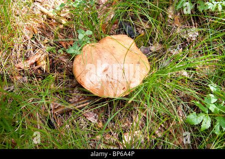 Pilz: SUILLUS GREVILLEI Sinonimi: BOLETUS ELEGANS - BOLETUS PULCHELLUS Volgarare: BOLETO ELEGANTE Stockfoto