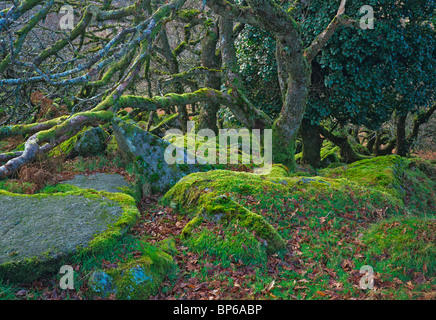 Die mystische und eindringliche Wistmans Holz auf Dartmoor Stockfoto