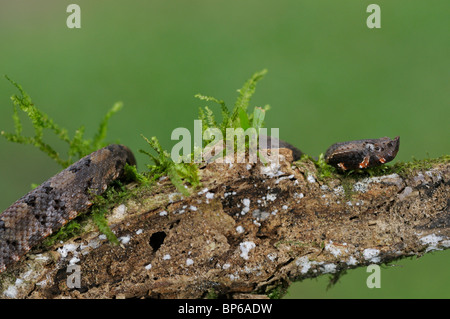 Schwein-gerochene Viper Porthidium Nasutum, im primären tropischen Tieflandregenwald, in der Nähe von Chilamate, Costa Rica. Stockfoto