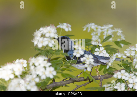Erwachsene männliche Black-throated blaue Grasmücke in Zucht Gefieder thront unter Apfelblüten Stockfoto