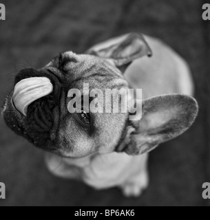 Französische Bulldogge Welpen Stockfoto