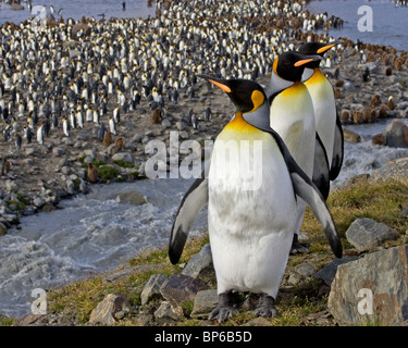 3 König Pinguine spazieren im Vordergrund mit einem großen König Pinguin-Kolonie im Hintergrund, in Süd-Georgien Stockfoto