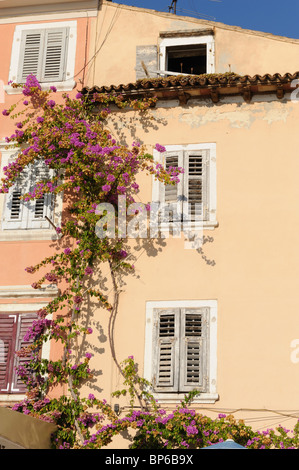 Alte Fensterläden in Europa mit Bougainvillea-Ranke an Wand Stockfoto