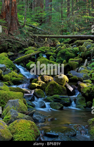 Sonnenlicht-Filter durch den Regenwald in der Nähe von Sol Duc Hot Springs in Olympic Nationalpark. Stockfoto