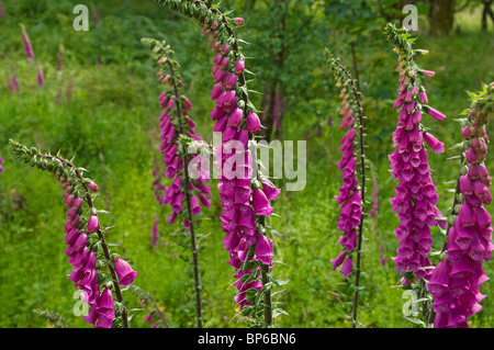 Wildfuchshandschuhe Handschuhe Blumen wachsen auf einer Wiese violette Blume blühen Digitalis purpurea im Sommer England Vereinigtes Königreich Großbritannien Stockfoto