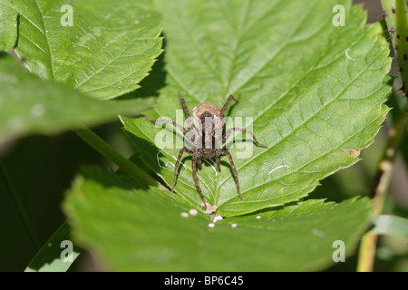 Pardosa SP., eine weibliche Wolf Spinne mit ihrem Kokon voller Eier Stockfoto