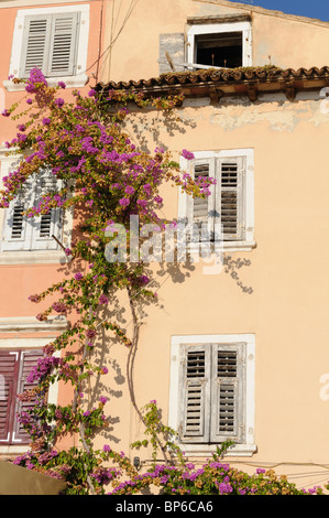 Alte Fensterläden in Europa mit Bougainvillea-Ranke an Wand Stockfoto