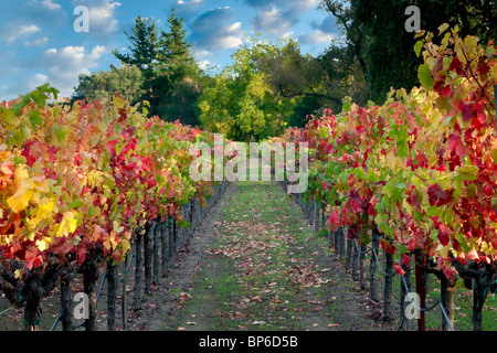 Reihen von Herbst farbige Trauben. Weinberge des Napa Valley, Kalifornien A Sky wurde hinzugefügt Stockfoto