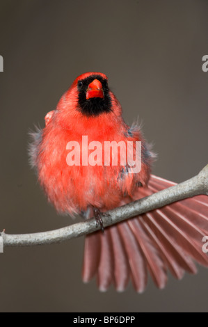 Erwachsene männliche nördlichen Cardinal, thront auf einem Ast nach einem Bad Stockfoto