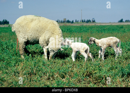 EWE mit zwei Neugeborenen Lämmern, Nachgeburt befestigt, Stockfoto