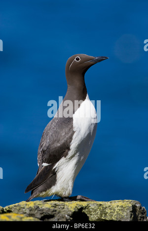 Gezügelten Guillemot Uria aalge Stockfoto