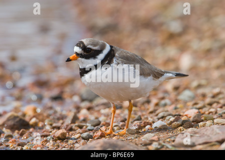 Flussregenpfeifer Regenpfeifer; Charadrius Hiaticula, am Seeufer Stockfoto