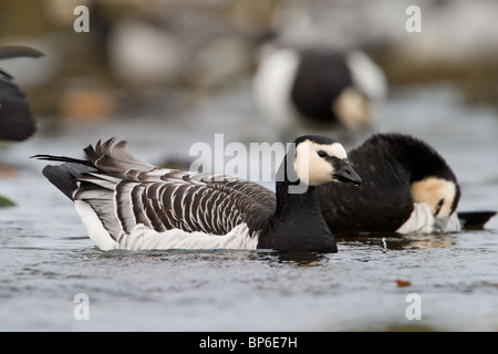 Weißwangengans, Branta Leucopsis am Meeresstrand Stockfoto