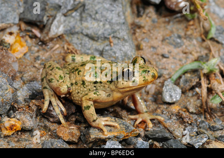 Petersilie-Frosch, Grasfrosch Petersilie, Schlamm-Taucher, entdeckt Schlamm Frosch (Pelodytes Punctatus), am Ufer, Spanien, Murcia Stockfoto