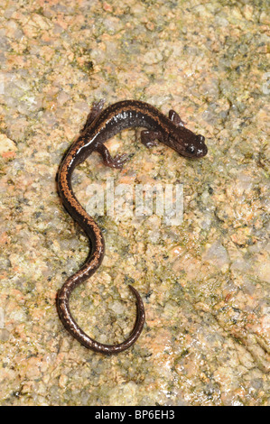 Golden-gestreiften Salamander, Gold-gestreiften Salamander (Chioglossa Lusitanica), Draufsicht, Portugal, Nationalpark Peneda Geres Stockfoto