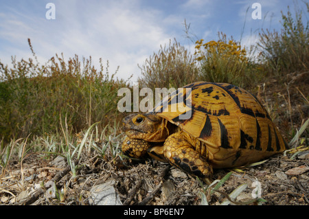 Sporn-thighed Tortoise, erwachsenes Individuum mediterrane Sporn-thighed Tortoise, gemeinsame Schildkröte, Griechische Schildkröte (Testudo Graeca) Stockfoto