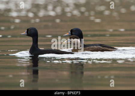 Gemeinsamen Scoter Melanitta nigra Stockfoto