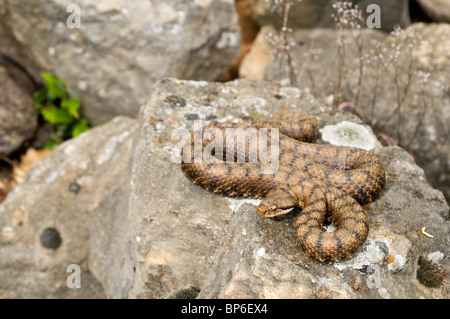 ASP Viper, Aspik Viper (Vipera Aspis), auf Stein, lauert auf Beute, Schweiz, Schweizer Jura, Neuenburger See Stockfoto