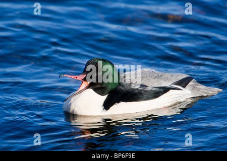 Gänsesäger, Mergus Prototyp, Männlich Stockfoto