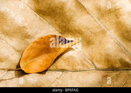 Große und kleine trockene alte Blätter mit Detail Vene. Stockfoto