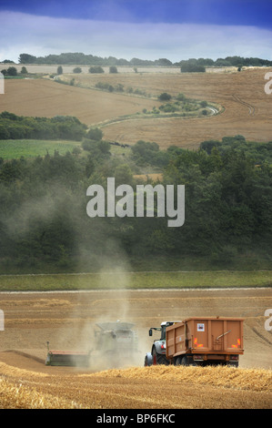 Eine Zugmaschine und Anhänger folgt einen Mähdrescher bei der Ernte in einem Feld von Weizen Wiltshire UK Stockfoto