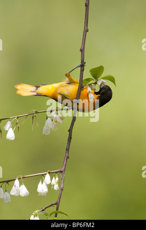 Erwachsene männliche Baltimore Oriole Fütterung auf Carolina Silverbell Blüten Stockfoto