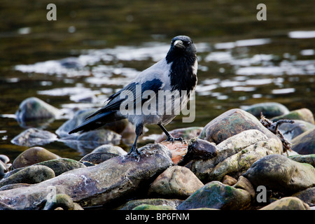 Mit Kapuze Krähe, Corvus Corone, ernähren sich von Toten Lachs im winter Stockfoto