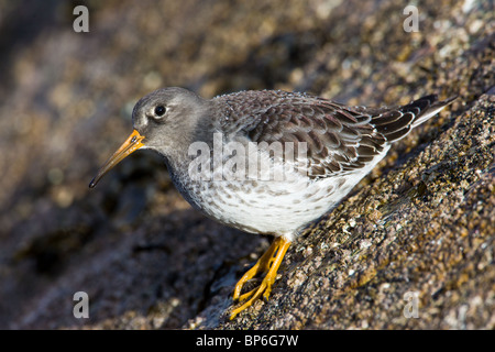 Meerstrandläufer, Calidris Maritima; Stockfoto