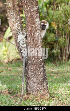 Ein Affe auf einem Baum Stockfoto