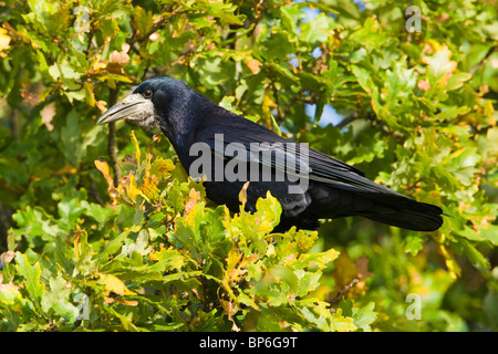 Rook Corvus Frugilegus, ernähren sich von Eicheln im Frühherbst Stockfoto