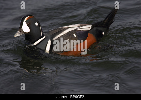Erwachsene männliche Harlekin Ente im Wasser bei Sonnenuntergang Stockfoto