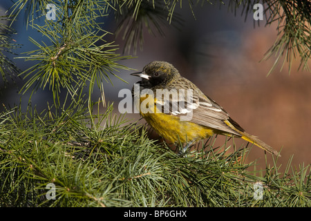 Männliche Scott Oriole thront in ein Evergreen in Midtown Manhattan Stockfoto