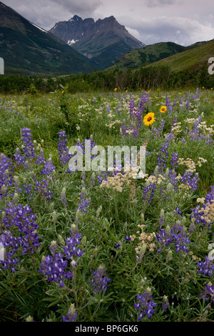 Gemeinsame Blanketflower oder gemeinsame Gaillardia, Gaillardia Aristata, Lupinen und andere Blumen in Prärie Grünland, Waterton Lakes Stockfoto