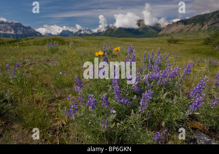 Gemeinsame Blanketflower oder gemeinsame Gaillardia, Gaillardia Aristata, Lupinen und andere Blumen in Prärie Grünland, Waterton Lakes Stockfoto