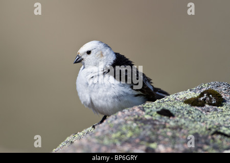 Männliche Snow Bunting, Plectrophenax Nivalis, im Sommer Gefieder Stockfoto