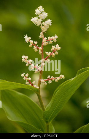 False Salomonssiegel, Smilacina Racemosa, Kanada Stockfoto