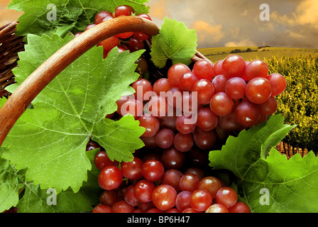 Frische rosa Trauben Stockfoto