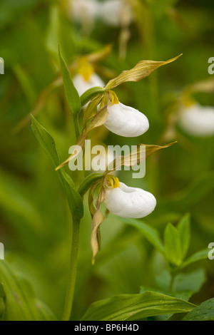 Büschel von Berg Frauenschuh Orchidee, Cypripedium Montanum; Waterton NP, Kanada Stockfoto