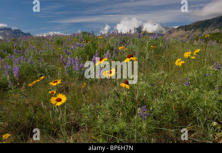 Gemeinsame Blanketflower oder gemeinsame Gaillardia, Gaillardia Aristata, Lupinen und andere Blumen in Prärie Grünland, Waterton Lakes Stockfoto