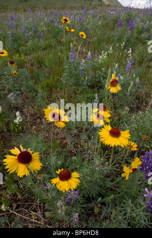 Gemeinsame Blanketflower oder gemeinsame Gaillardia, Gaillardia Aristata, Lupinen und andere Blumen in Prärie Grünland, Waterton Lakes Stockfoto