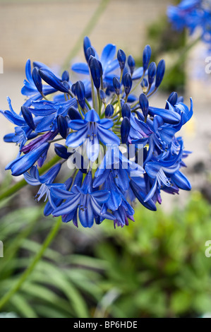 Blaue Agapanthus Northern Star Blüte im August Stockfoto