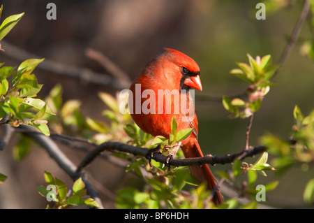 Erwachsene männliche nördlichen Cardinal, thront auf einem Ast Stockfoto