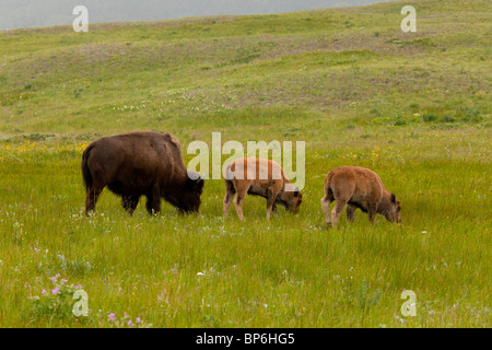 Amerikanischer Bison Bison Bison auf blumige Wiese, Waterton, Kanada Stockfoto
