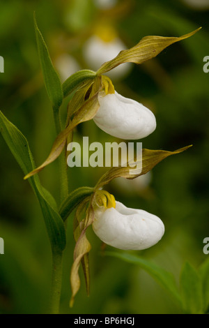 Büschel von Berg Frauenschuh Orchidee, Cypripedium Montanum; Waterton NP, Kanada Stockfoto