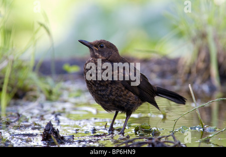 Juvenile Amsel im Wasser Stockfoto