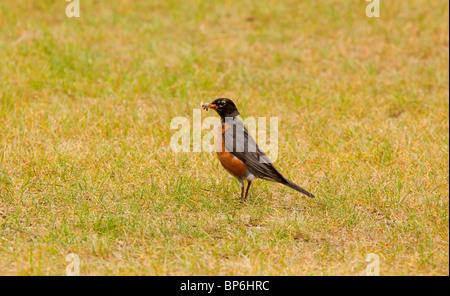 American Robin, Turdus Migratorius, Männchen. Kanada Stockfoto